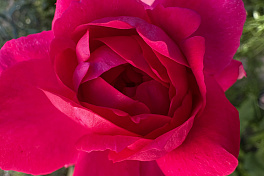 Производители цветов просят продлить льготы и снизить НДС до 10%